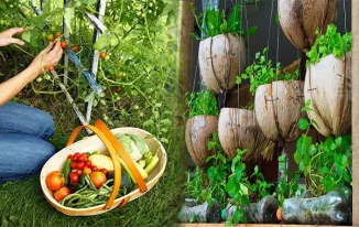 How to Start an Organic Garden for Fresh Natural Produce