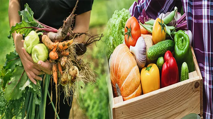Where to Buy Locally Sourced Organic Fruits and Vegetables